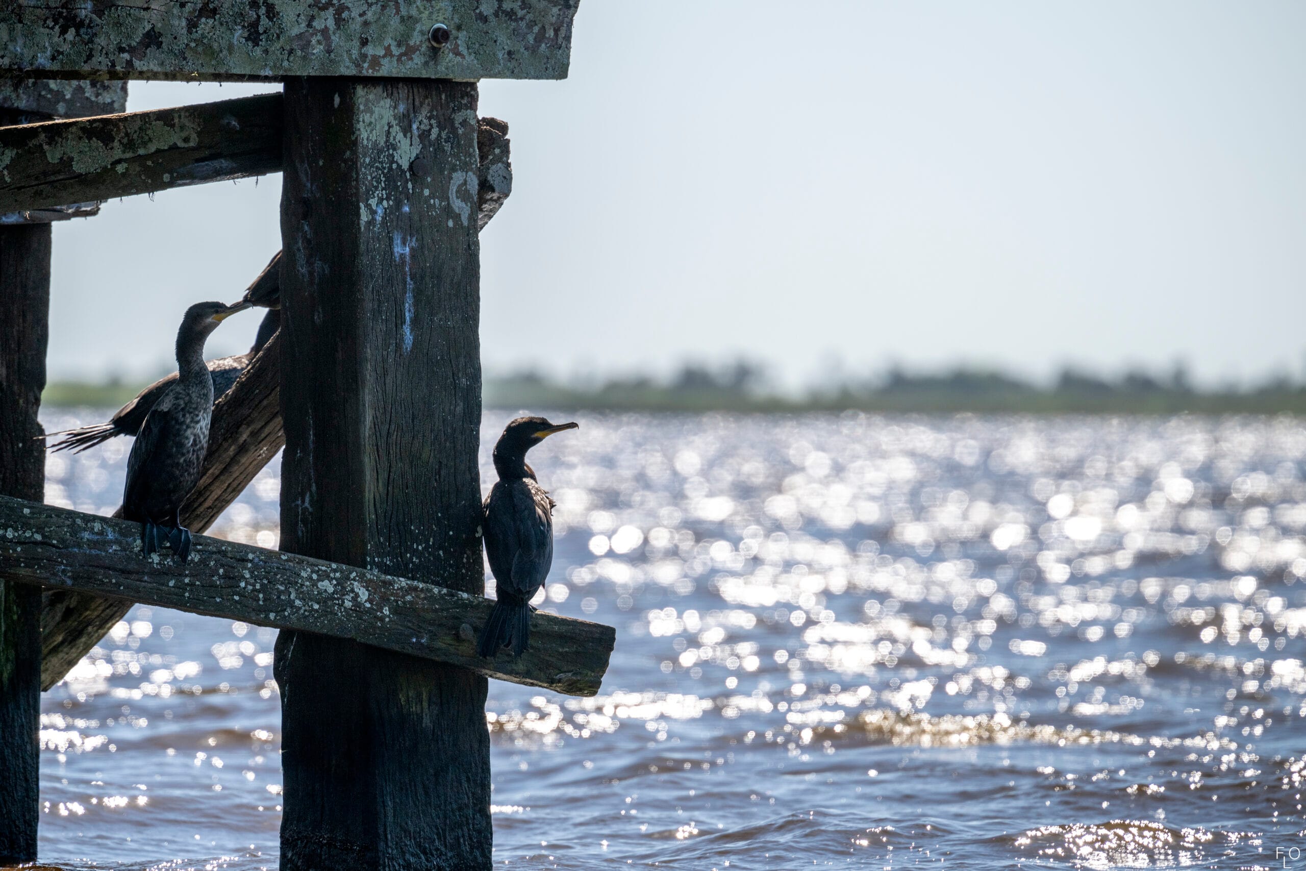 Boat ride through Iberá Lagoon