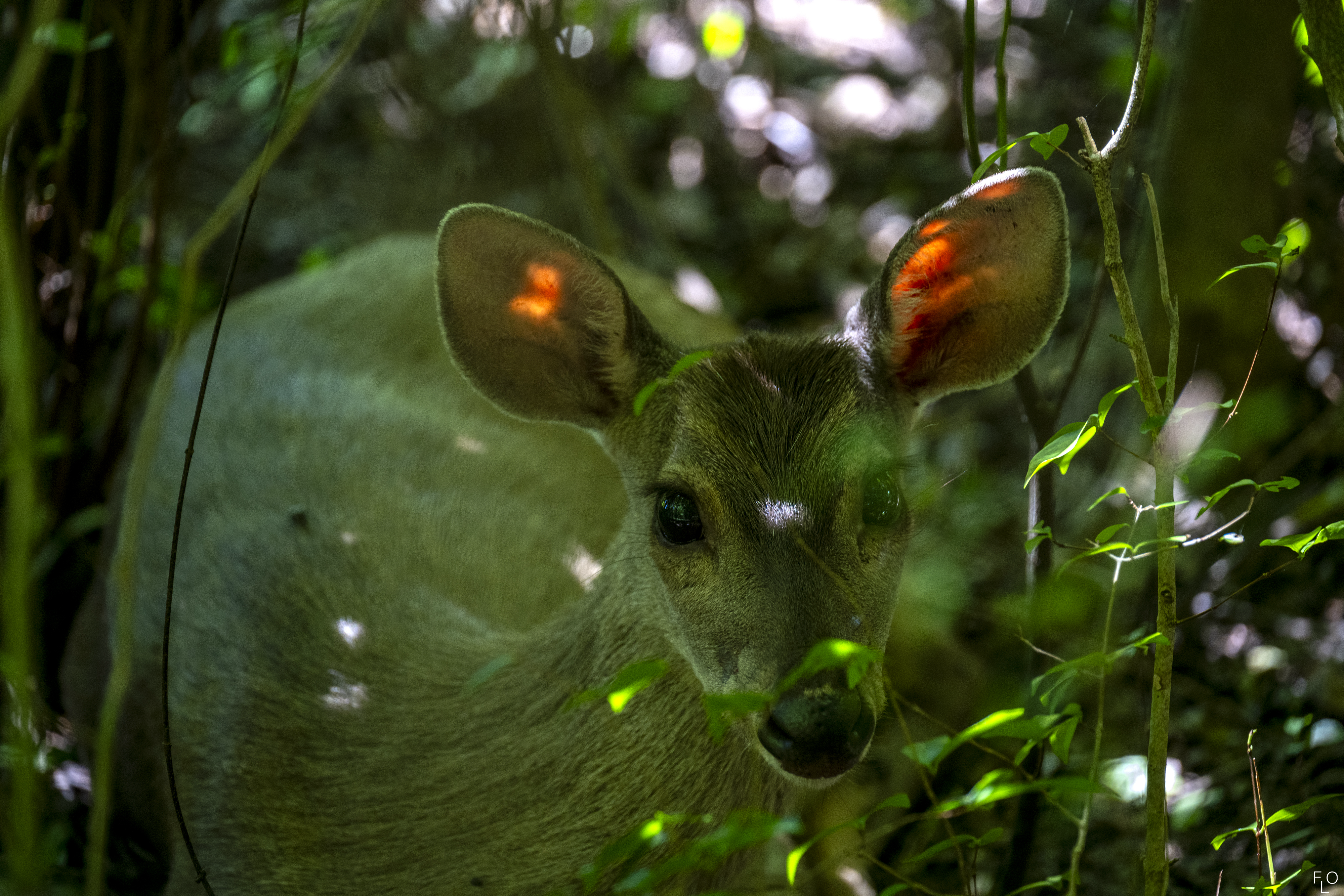 Hike through Cerrito trails