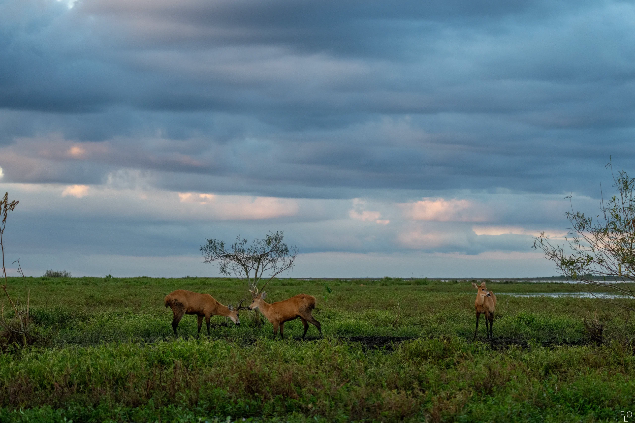 Paisajes del Iberá