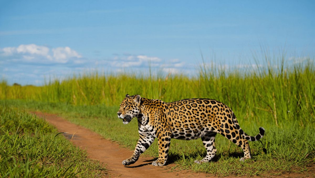 Fauna y flora del Iberá