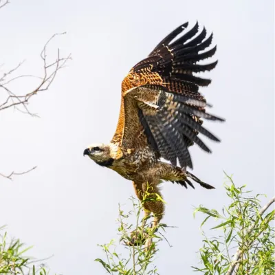 Aguilucho langostero