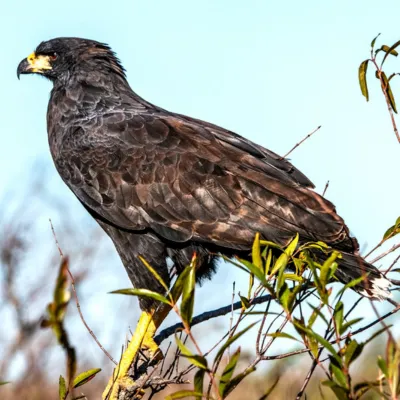 Aguilucho negro