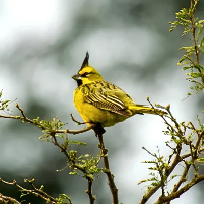 Cardenal amarillo
