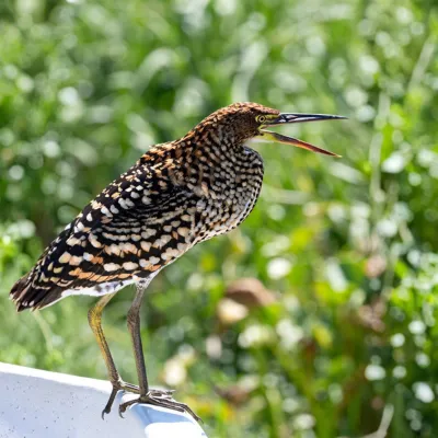 Hocó colorado